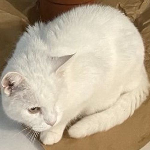 Licho_02