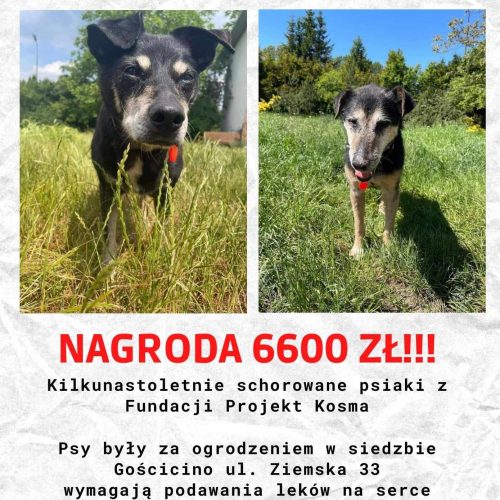 Ogłoszenie - Teoś i Dima