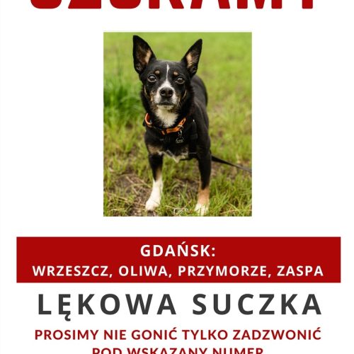 ZAGINIONA