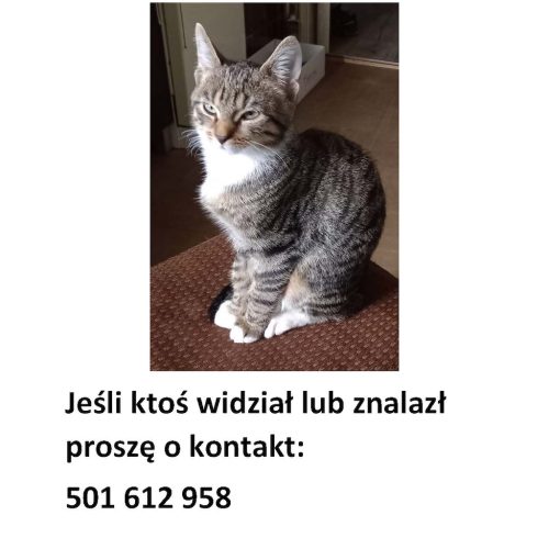 Zaginął 6 miesięczny kotek