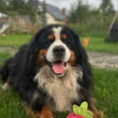 att.UaNHY-QHqa22cUITppQAZOBu-CcfrtgPMmsPu7UwP3I