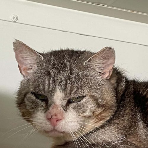 att.wkIOjA2Gc8zbPezw3Ewz_DJckA_4EKlvGnIF8tlHEHc