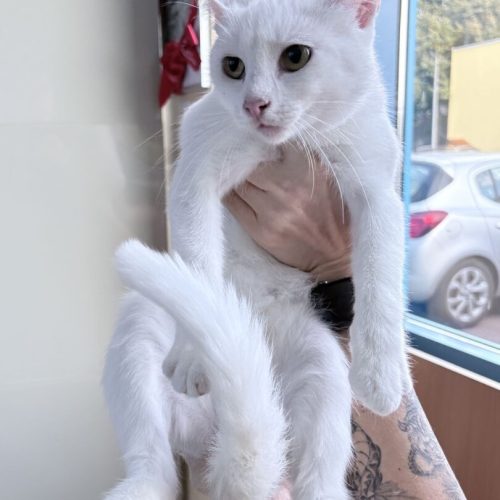 biała