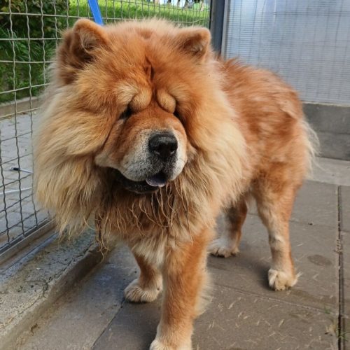 chow 1