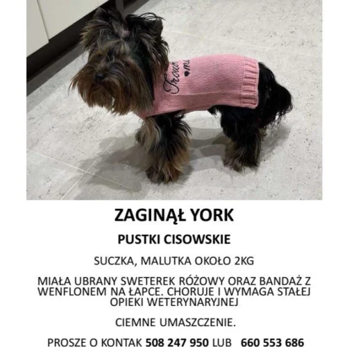 Zaginęła suczka Yorka