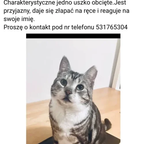 dorosły szaro-pręgowany kot