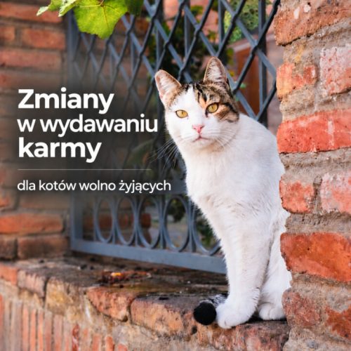 koty wydawanie karmy