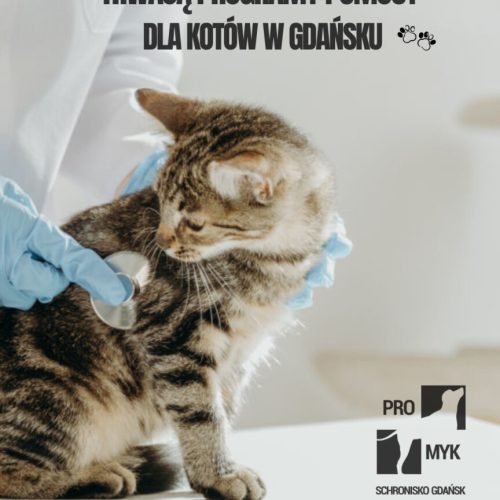 nowa kolekcjaTrwają programy pomocy dla kotów