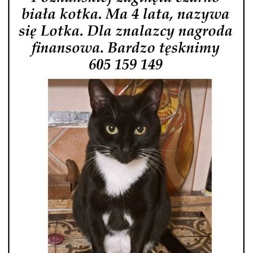 ogloszenie kot (1)