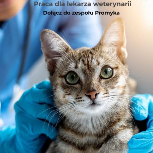 ogłoszenie lekarz weterynarii