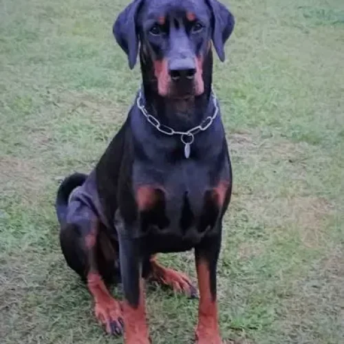 DUŻY CZARNO-PODPALANY DOBERMAN