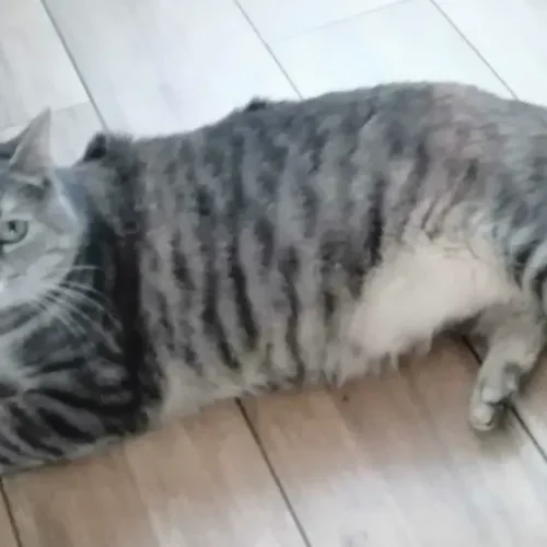 duża szaro-pręgowana kotka