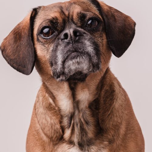 A vertical shot of a cute little brown Puggle dog with a white background